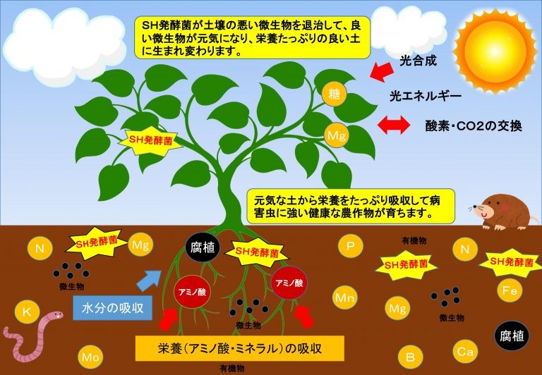 SH発酵菌入り体有機堆肥による土作り